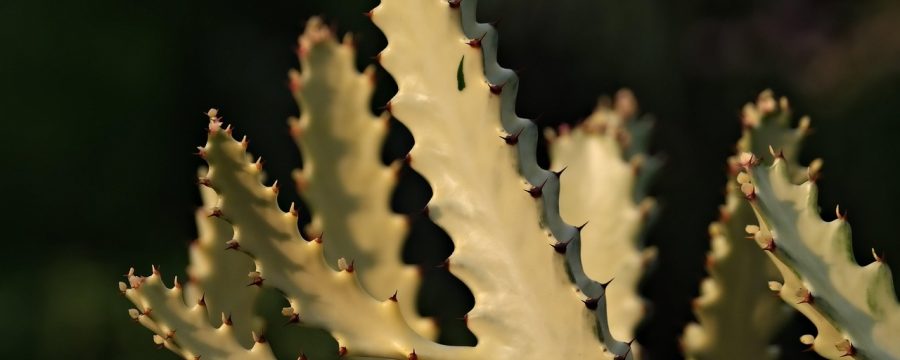 植物大战僵尸融合版植物图鉴展示页面，左侧列出各类融合体外观，右侧显示属性数据与适用场景，界面布局清晰专业