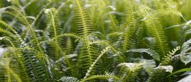 植物大战僵尸融合版植物融合界面，展示两种植物属性融合生成新单位的操作界面，界面设计简洁直观