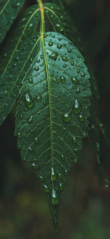 植物大战僵尸融合版 App 植物图鉴列表：卡片按稀有度分组排列，每张卡片显示植物名称与简短定位说明